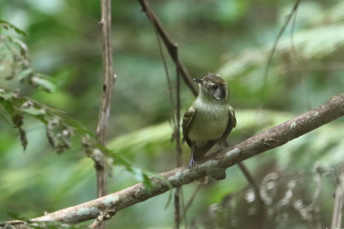 Sepia-capped Flycatcher - ML603153801