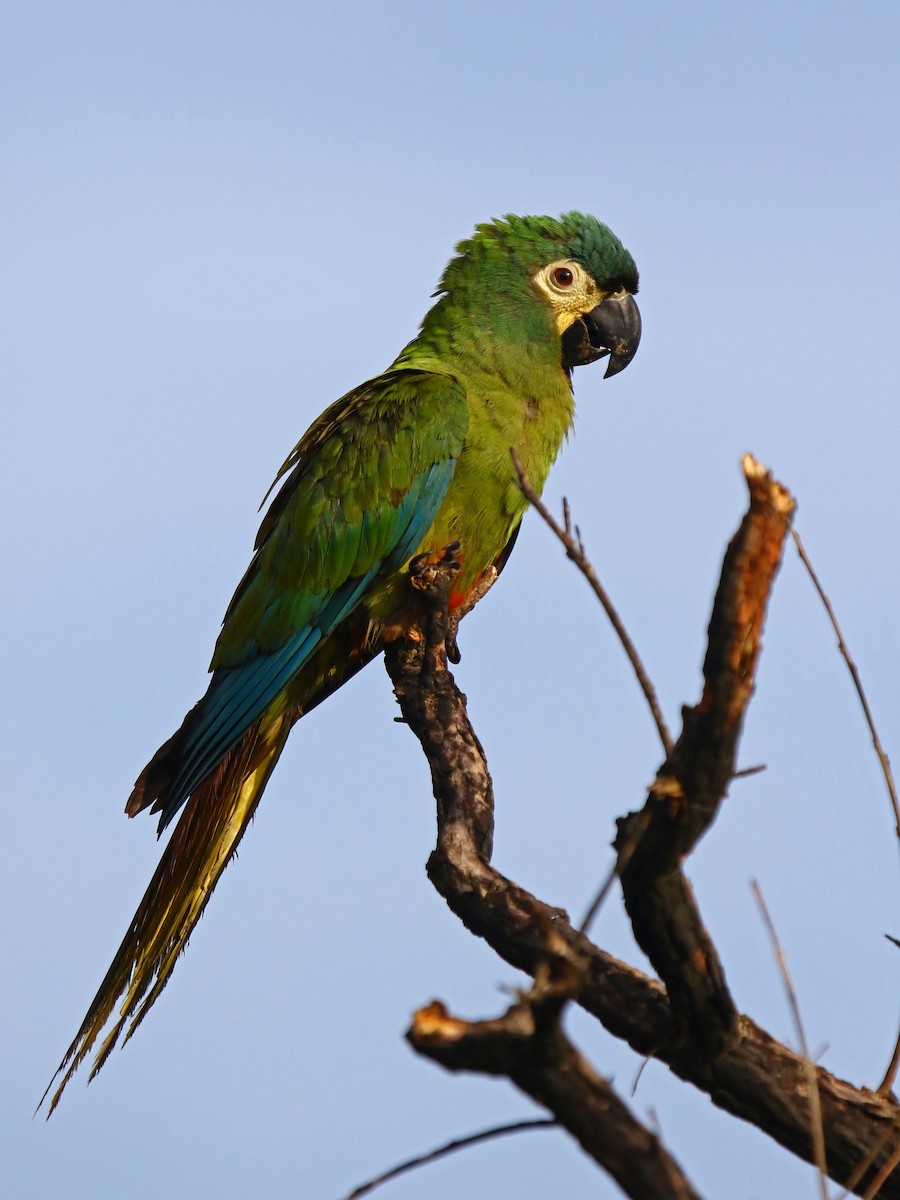 Blue-winged Macaw - Carmen Lúcia Bays Figueiredo