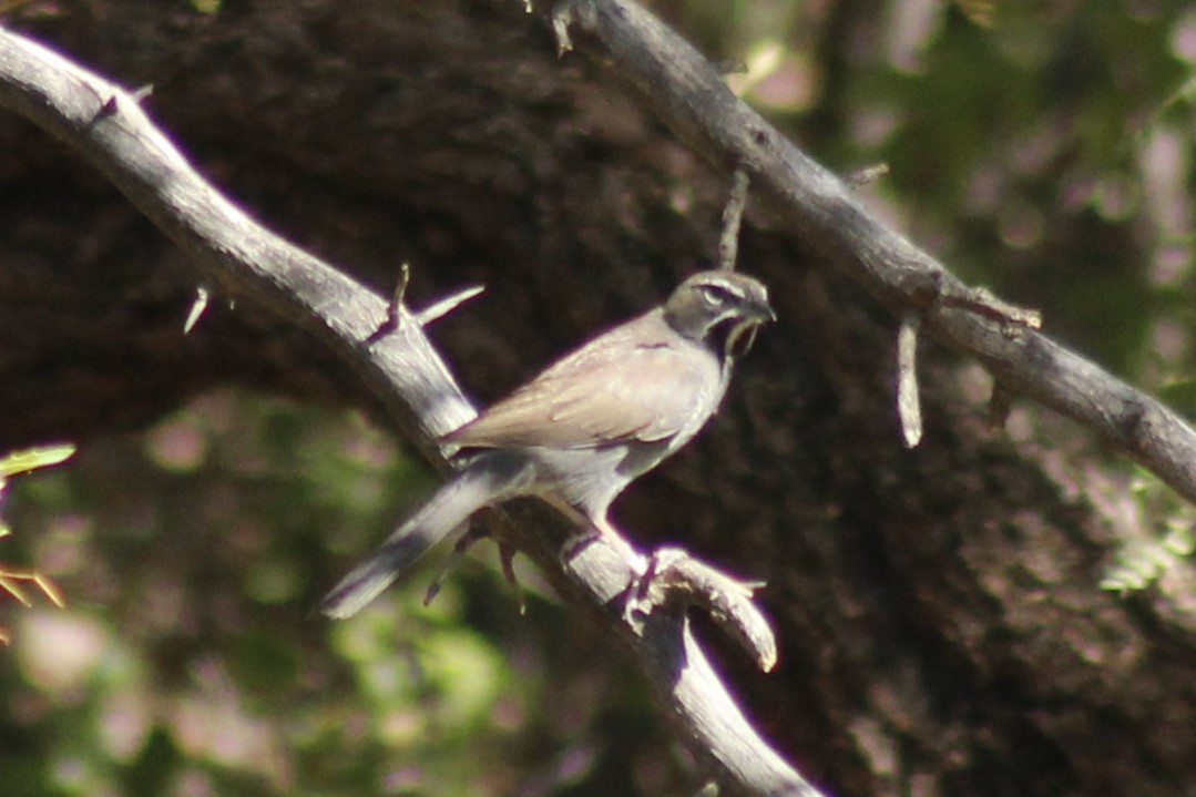 Five-striped Sparrow - ML603159341