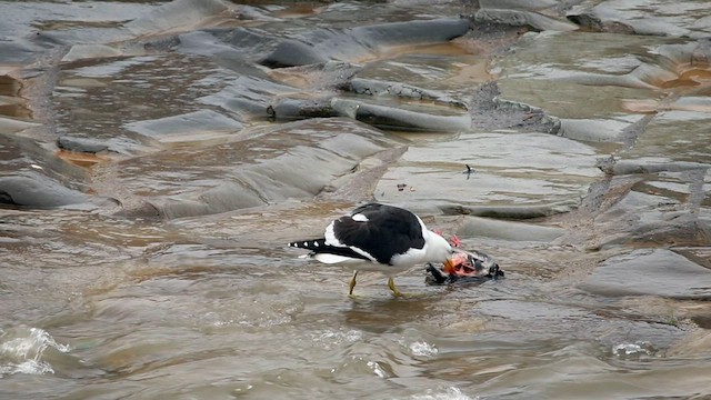 Kelp Gull (dominicanus) - ML603159501