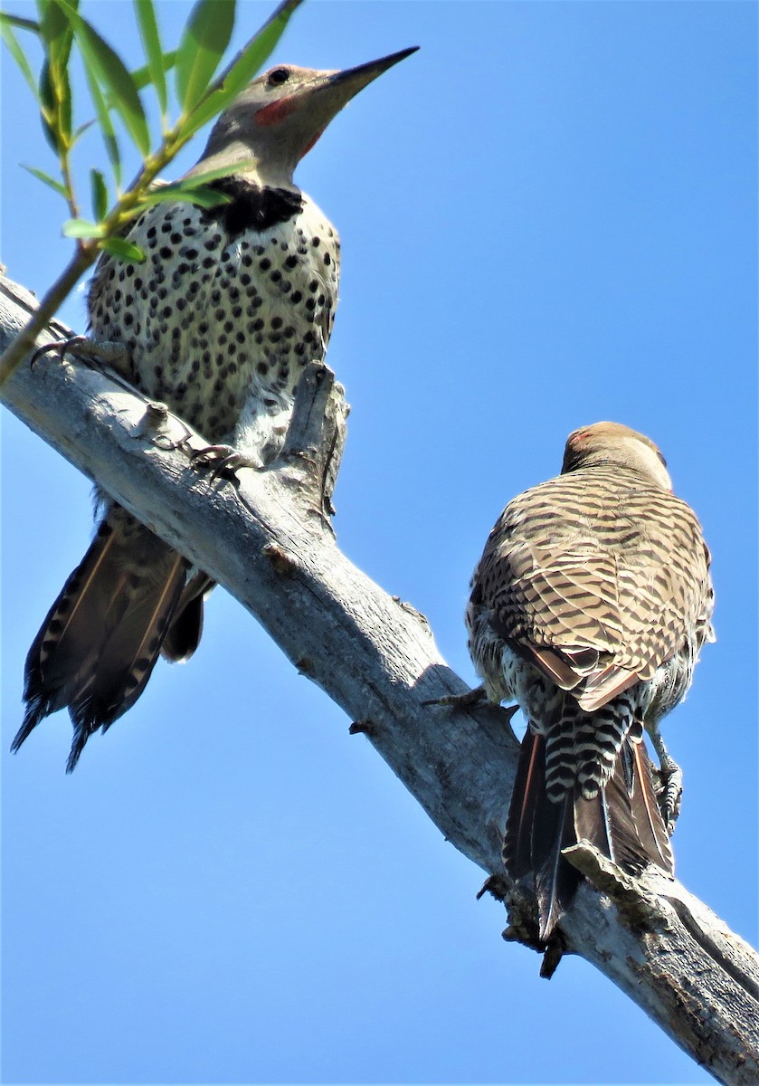 Northern Flicker (Yellow-shafted x Red-shafted) - ML603160371