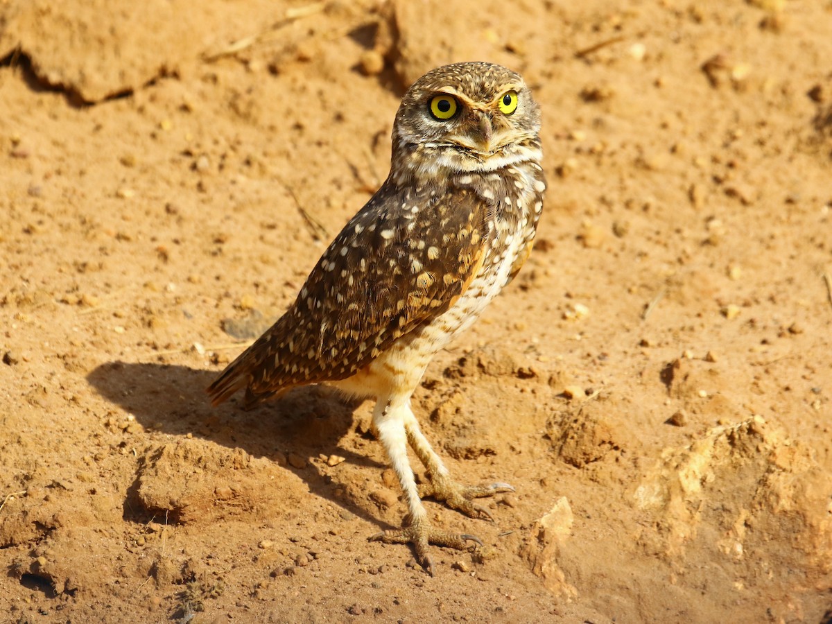 Burrowing Owl - ML60316141