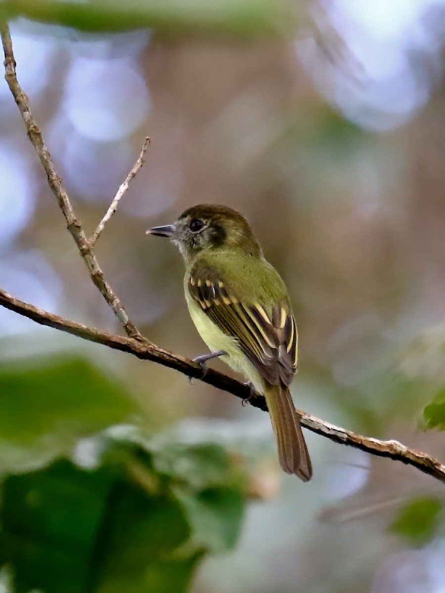 Sepia-capped Flycatcher - ML60316161