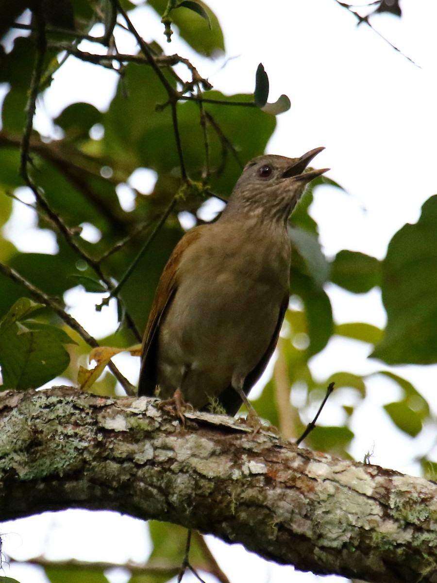 Pale-breasted Thrush - ML60316341