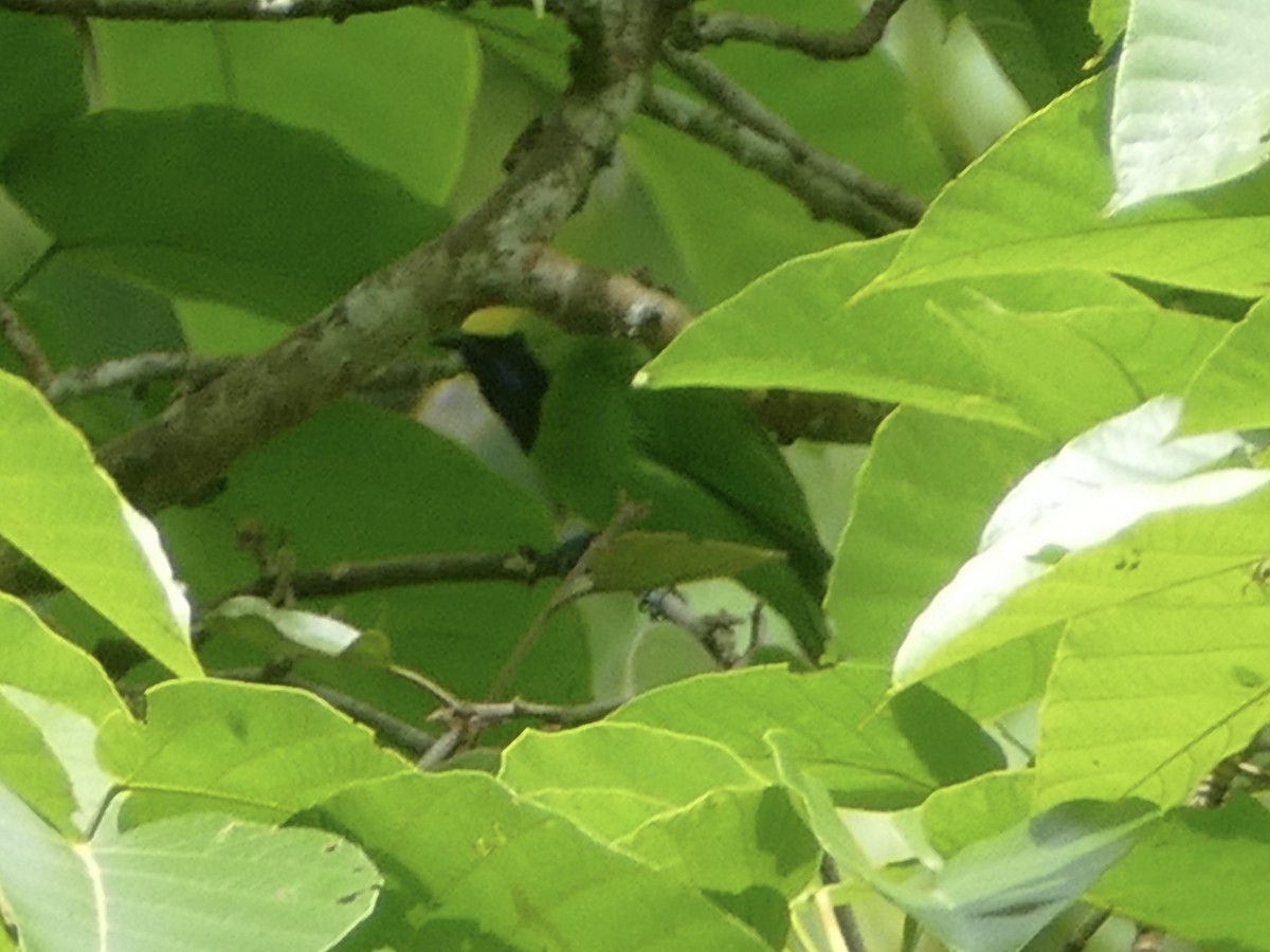 Sumatran Leafbird - ML603165271