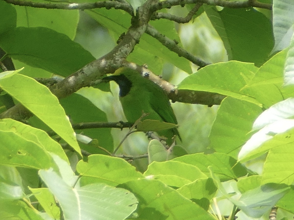 Sumatran Leafbird - ML603165281