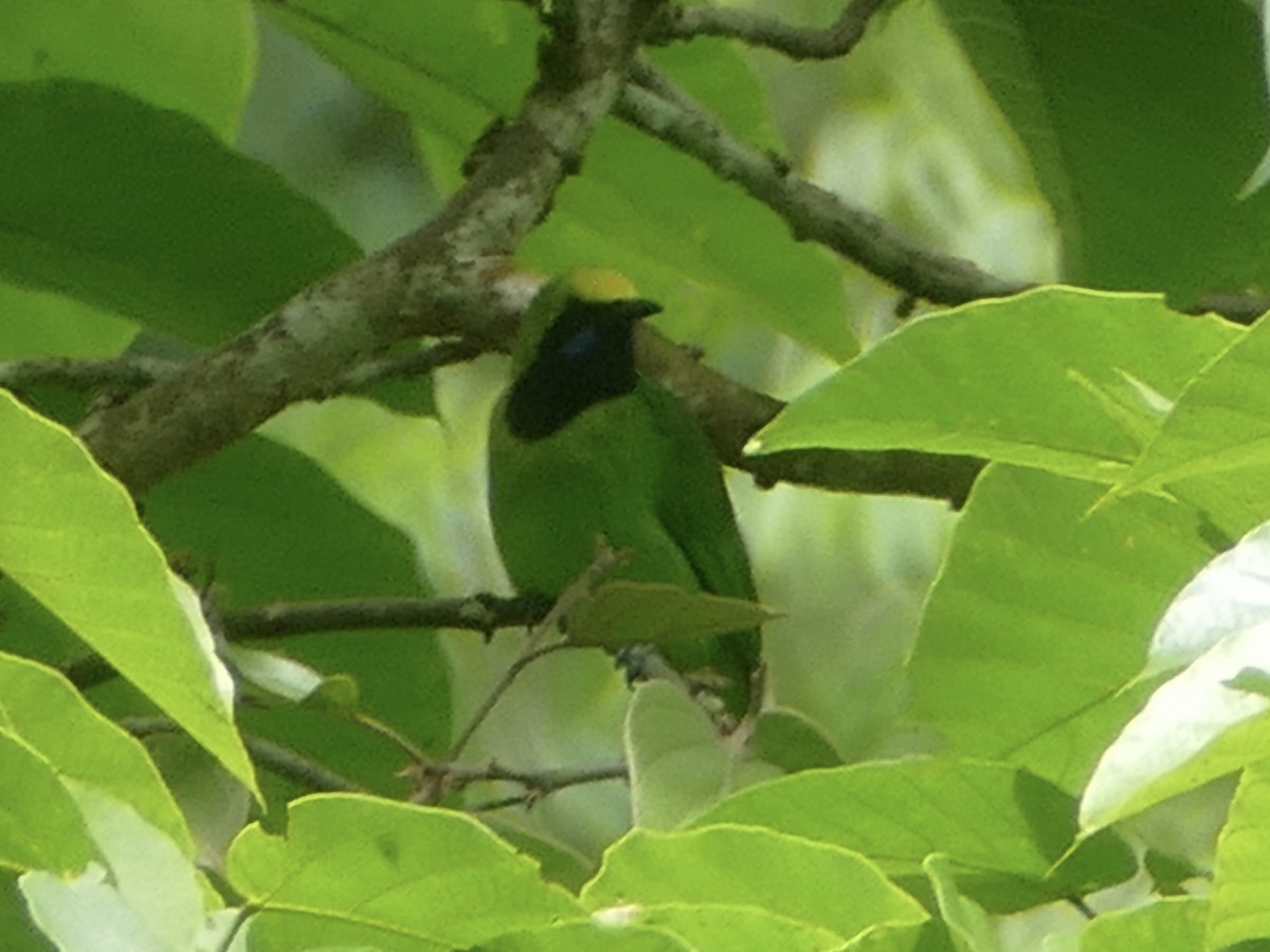 Sumatran Leafbird - ML603165291