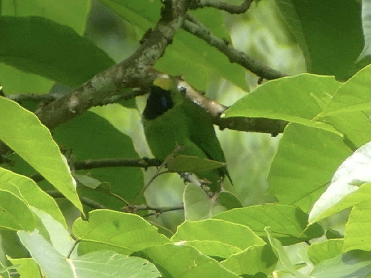Sumatran Leafbird - Peter Kaestner