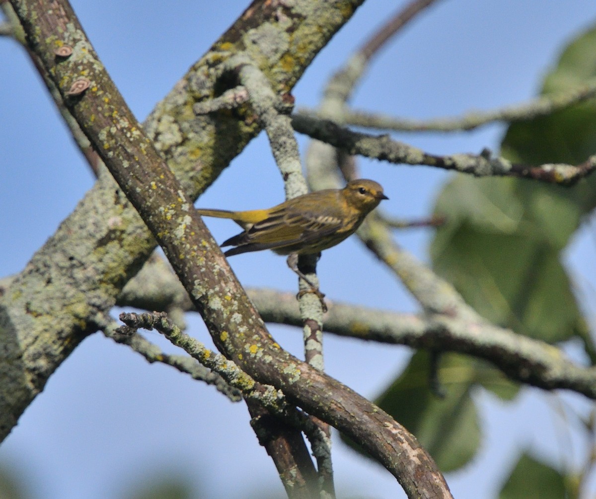 Cape May Warbler - ML603169791