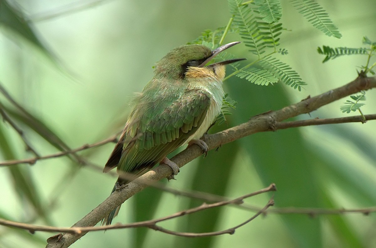 Asian Green Bee-eater - Santanu Chatterjee