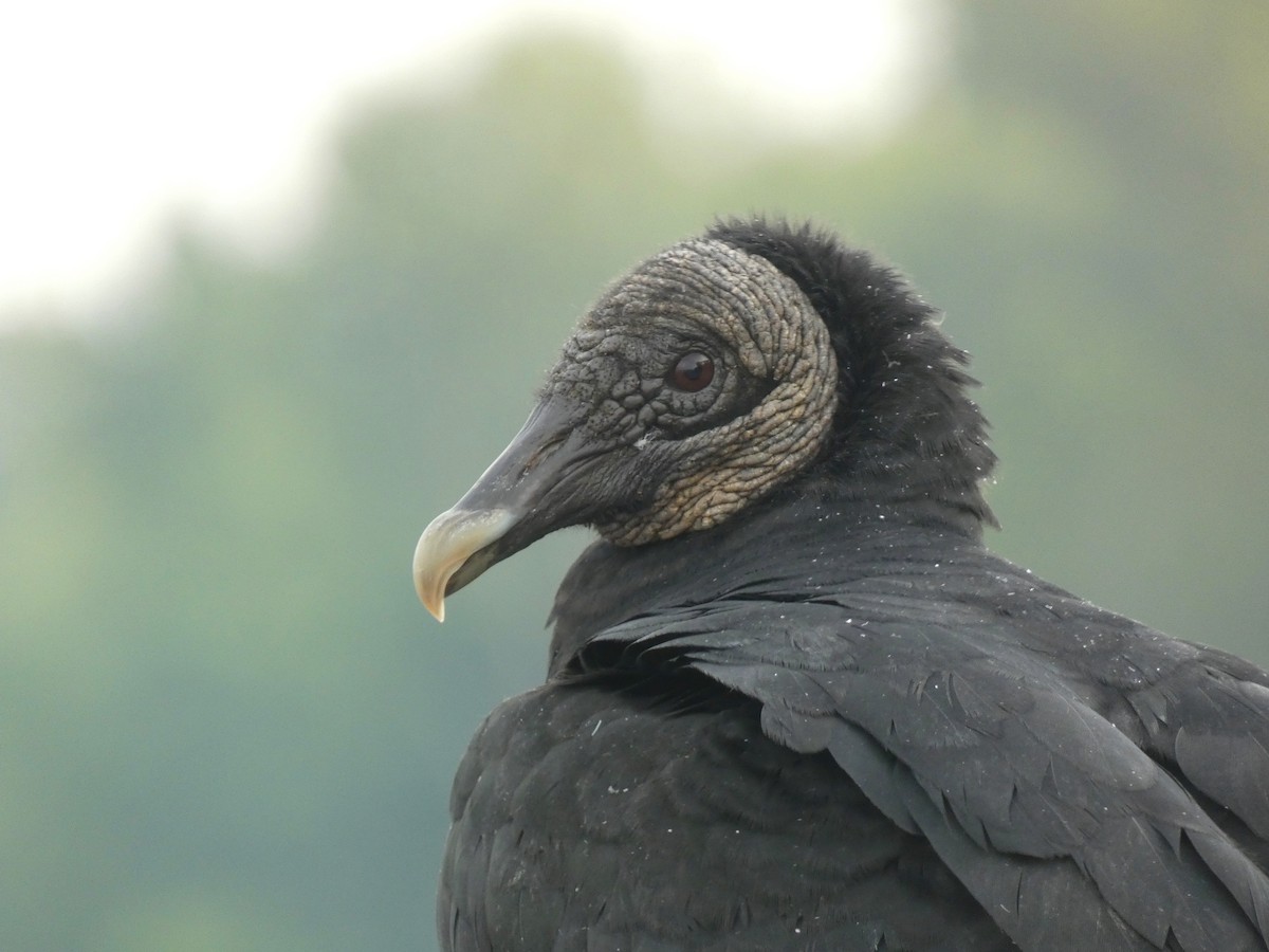 Black Vulture - Seth Miller
