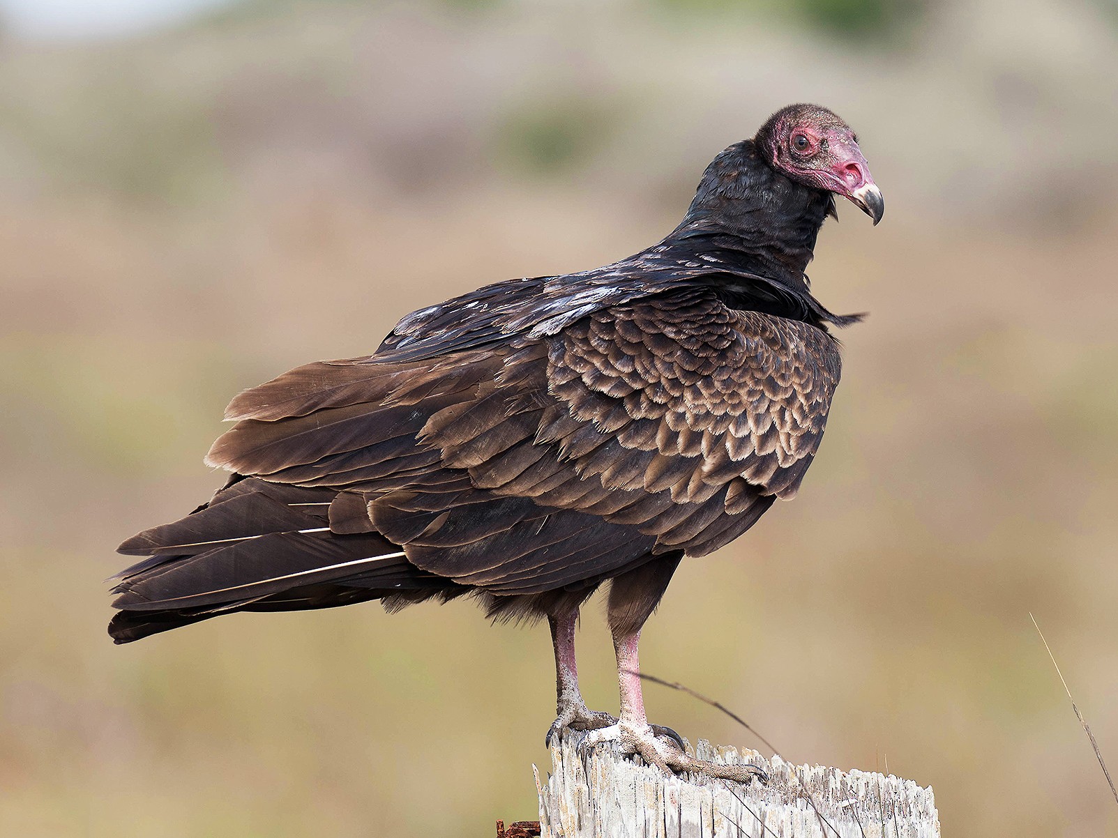 The natural world: Turkey vultures