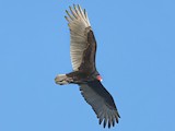 Turkey Vulture - Predictive performance metrics - eBird Status and Trends