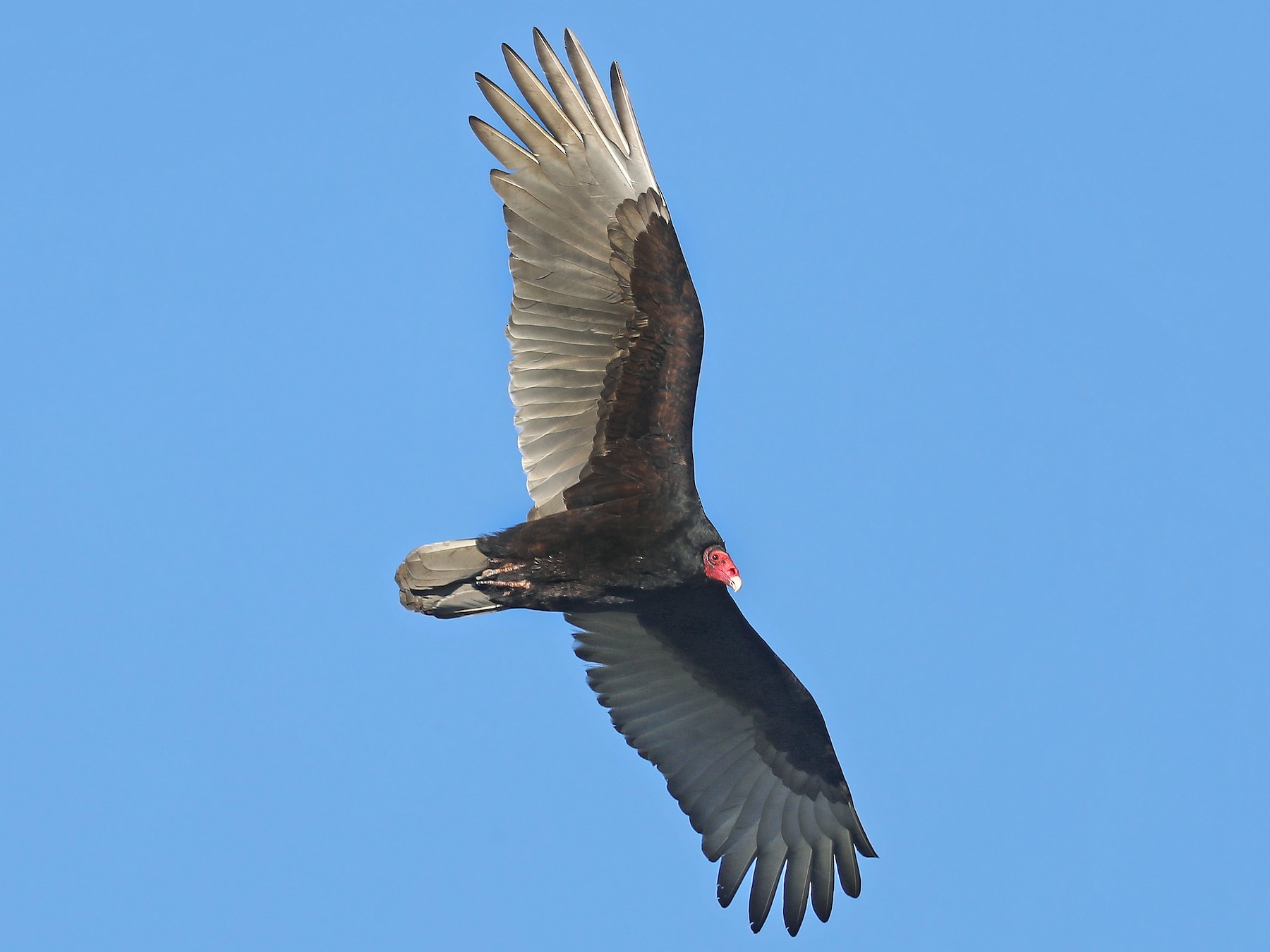 Turkey Vulture - Matt Davis