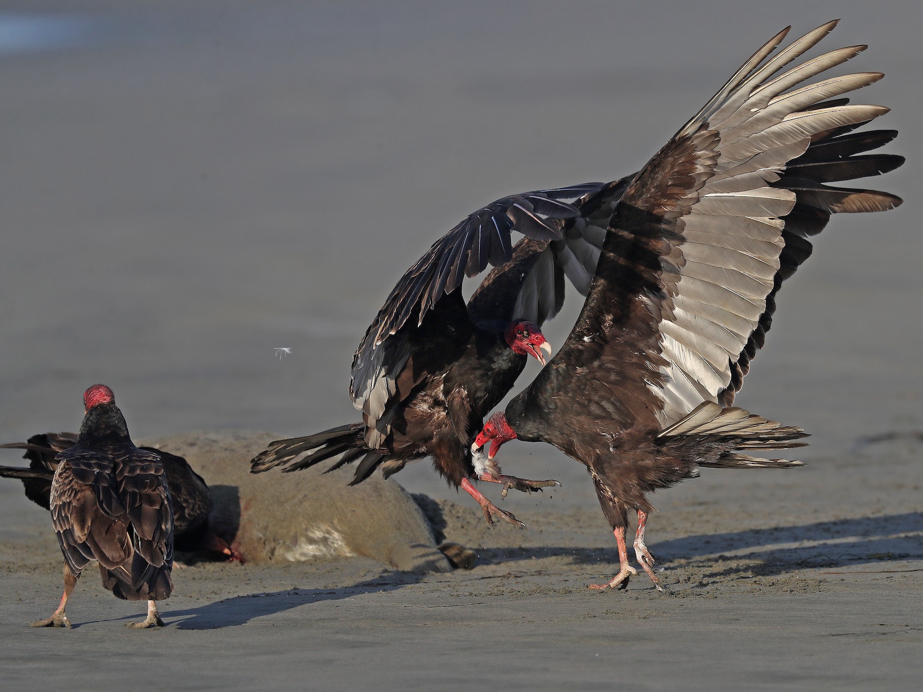 Turkey Vulture - Matt Davis