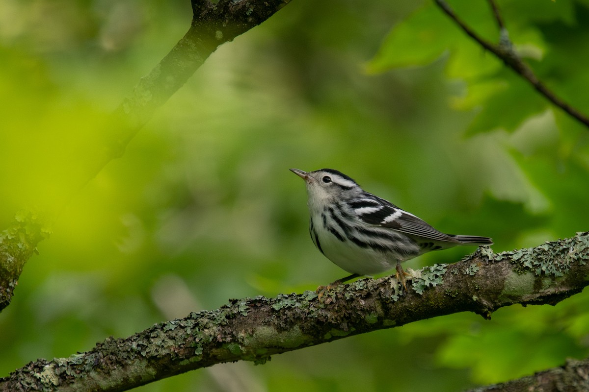 Black-and-white Warbler - ML603172811