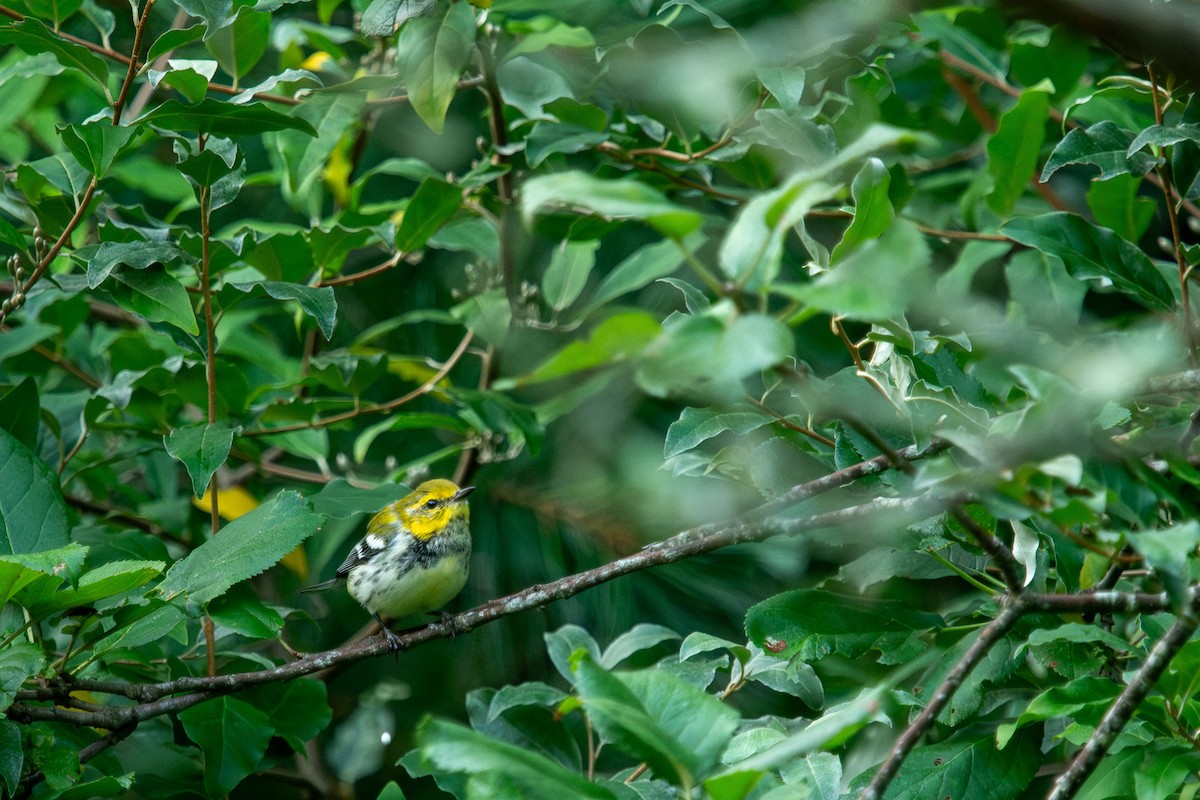 Black-throated Green Warbler - ML603172881