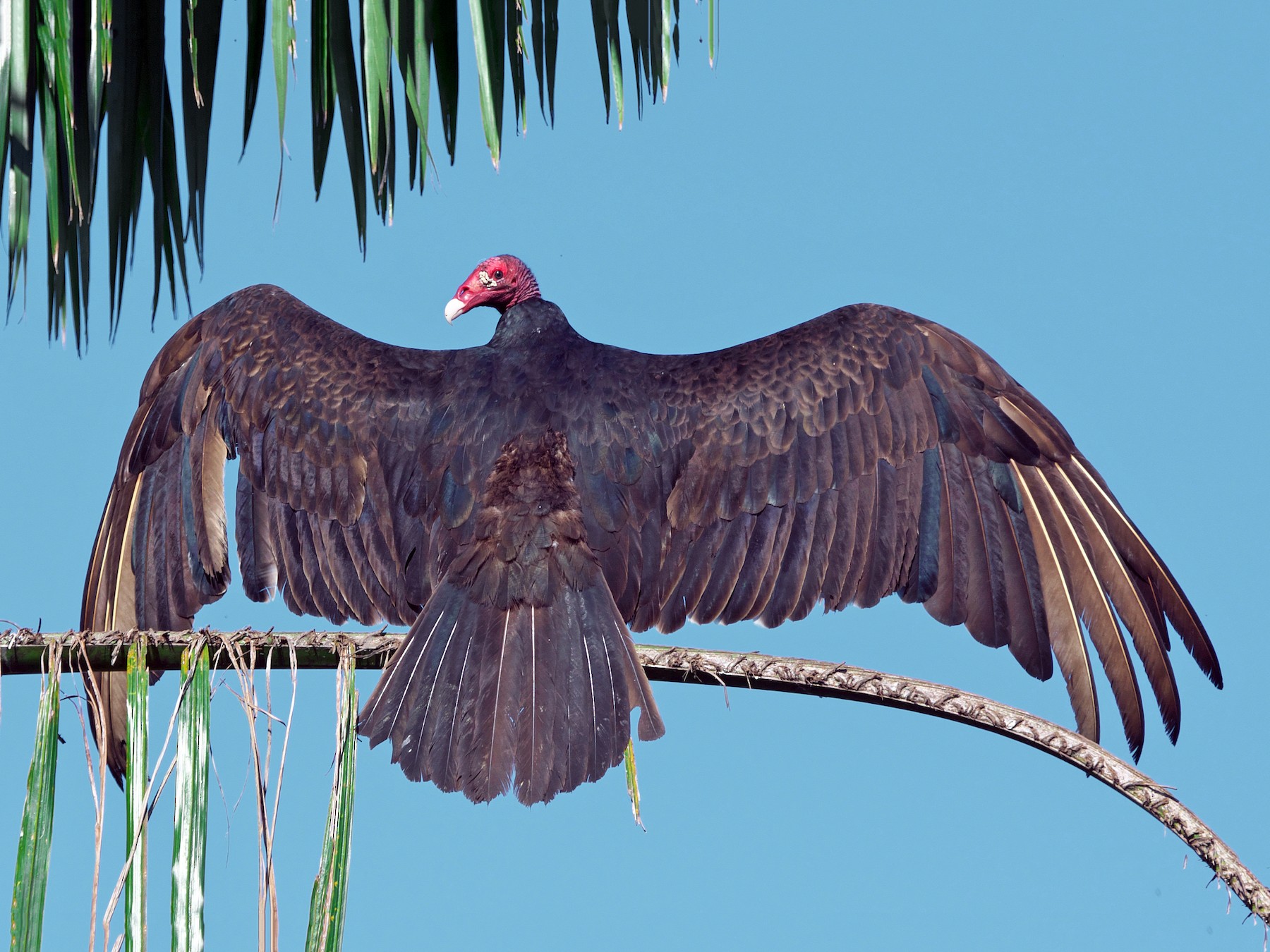 Turkey Vulture - Paul Tavares