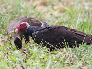  - Turkey Vulture