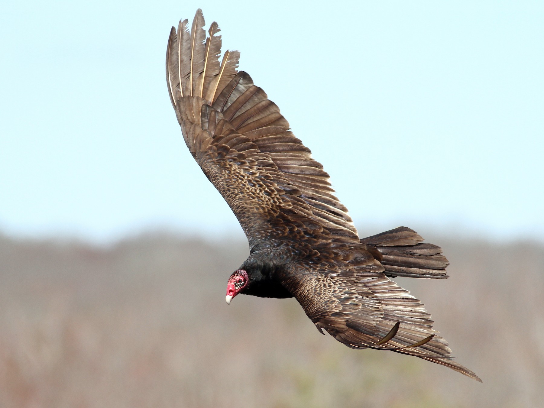 Turkey Vulture - Evan Lipton