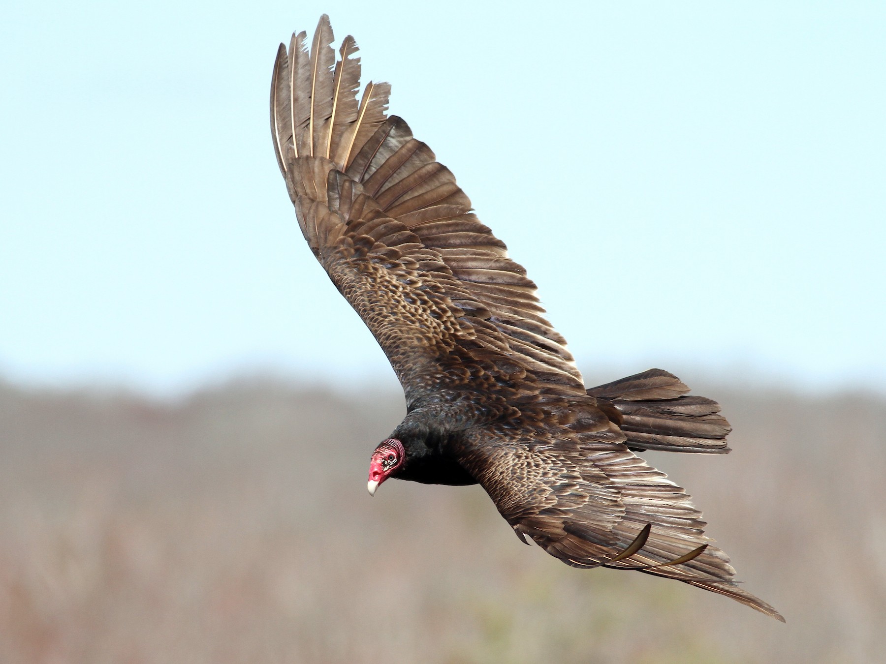 Turkey Vulture - eBird