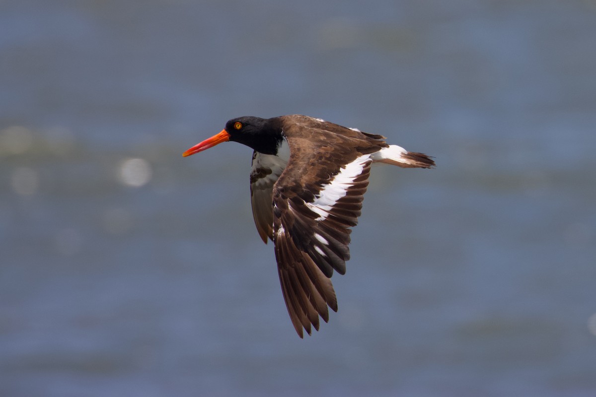 American Oystercatcher - ML603175791