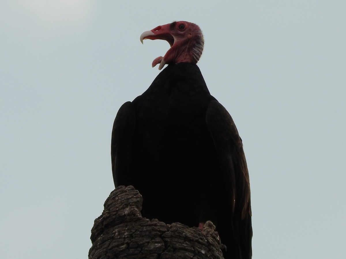 Turkey Vulture - ML603178531