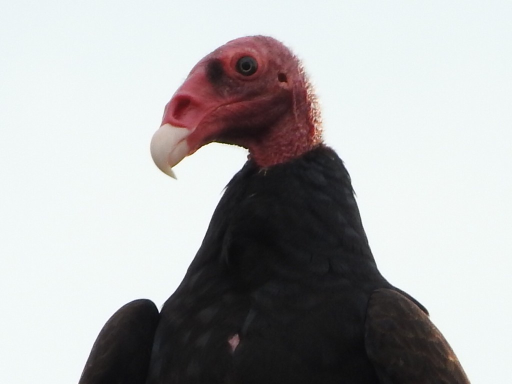 Turkey Vulture - ML603178661