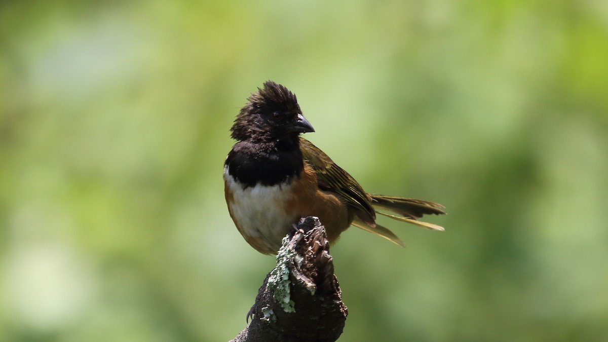Spotted Towhee (Olive-backed) - ML603180671