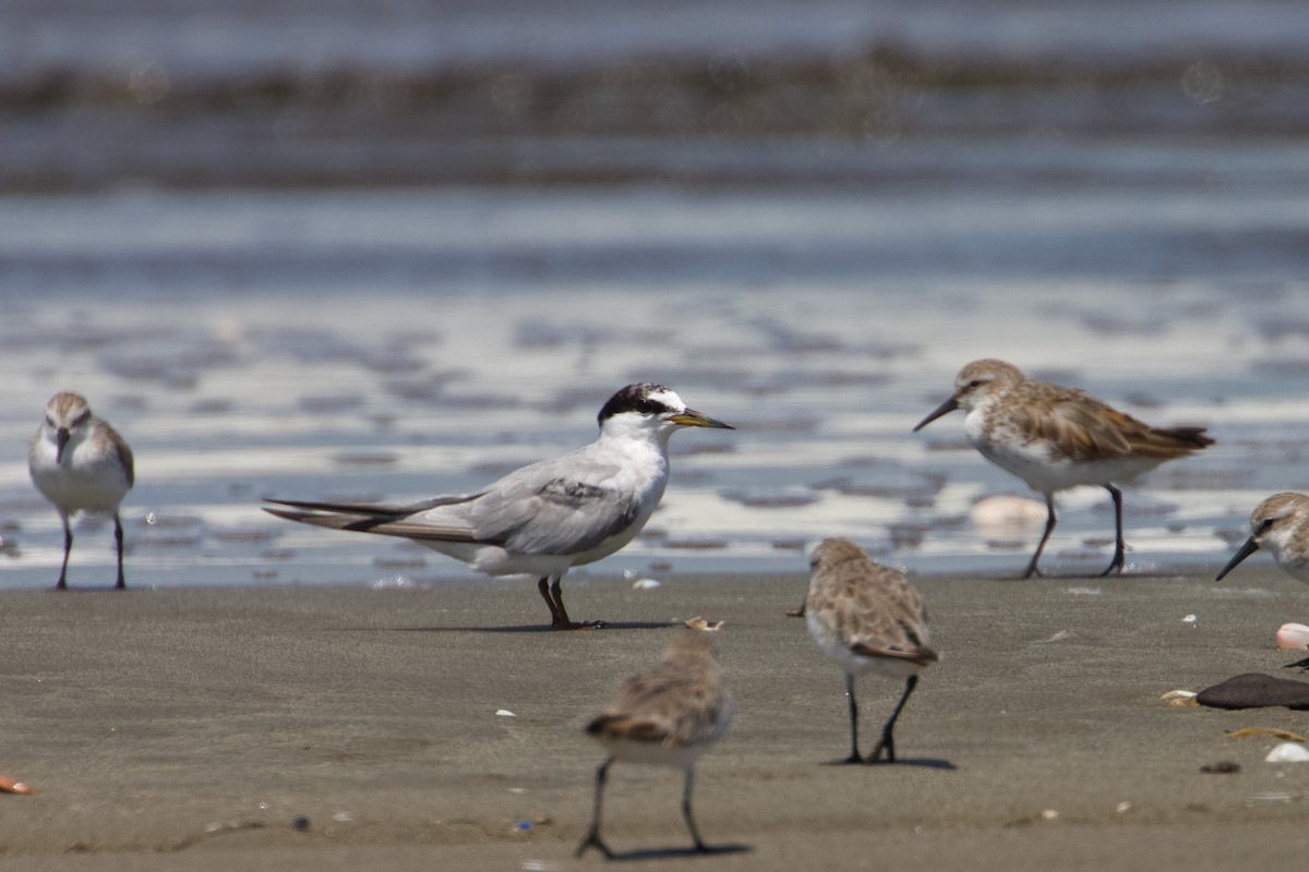 Least Tern - John van Dort