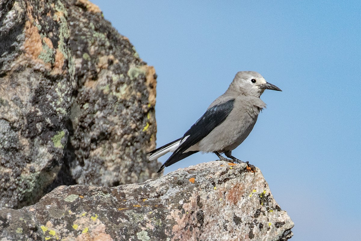 eBird Checklist 13 Aug 2023 - 1200