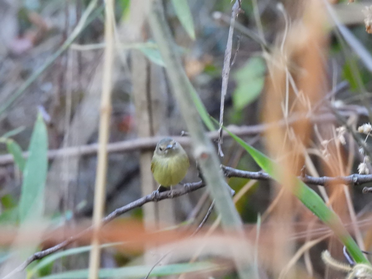 Smoky-fronted Tody-Flycatcher - ML603183011