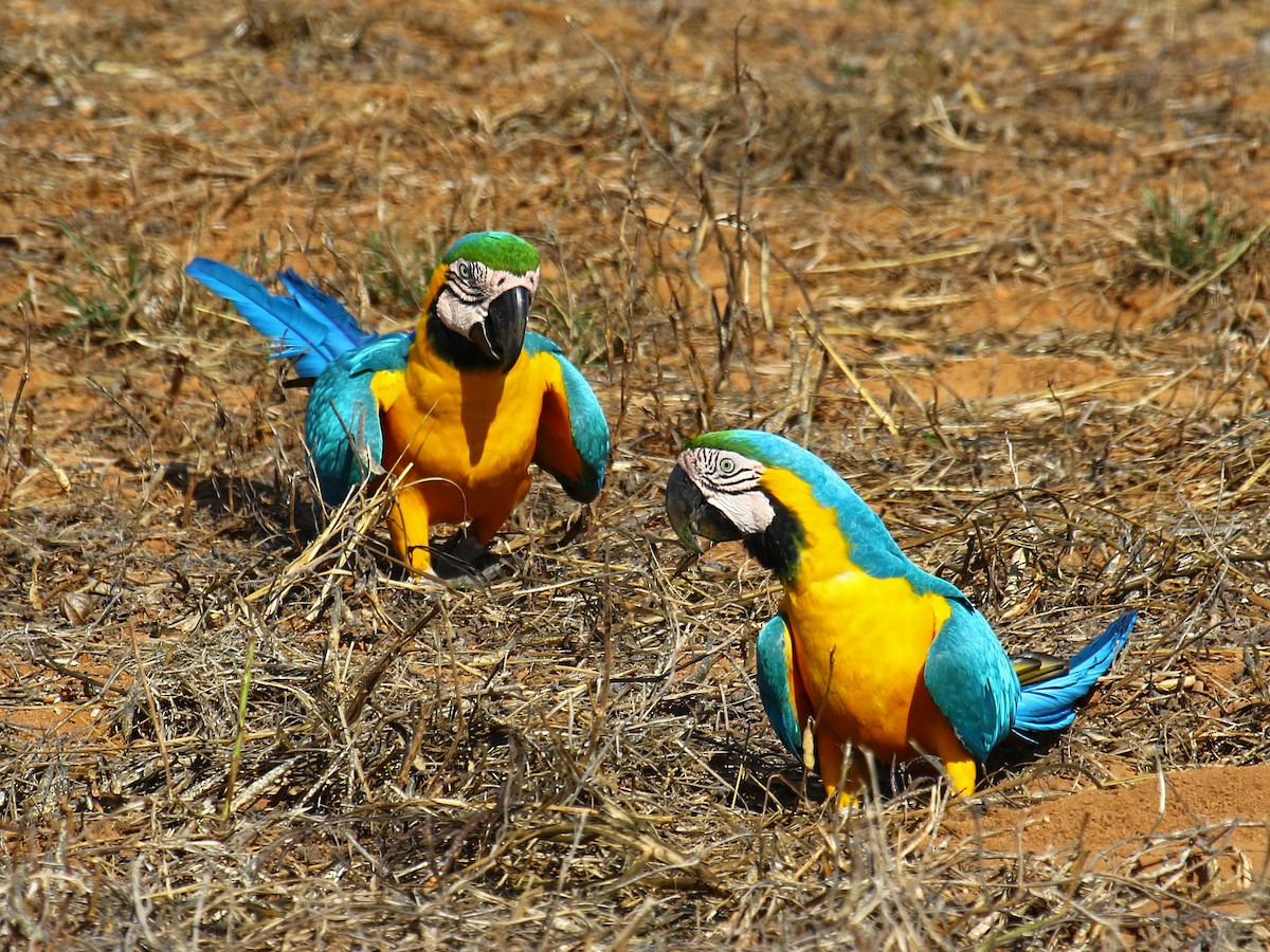Blue-and-yellow Macaw - Carmen Lúcia Bays Figueiredo