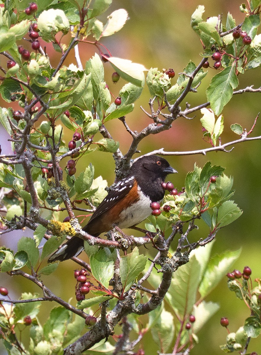 Spotted Towhee - ML603192281