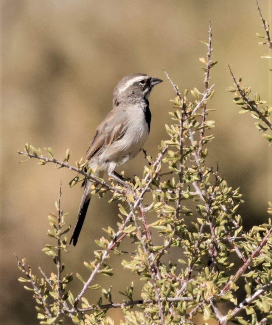 Black-throated Sparrow - ML603203751