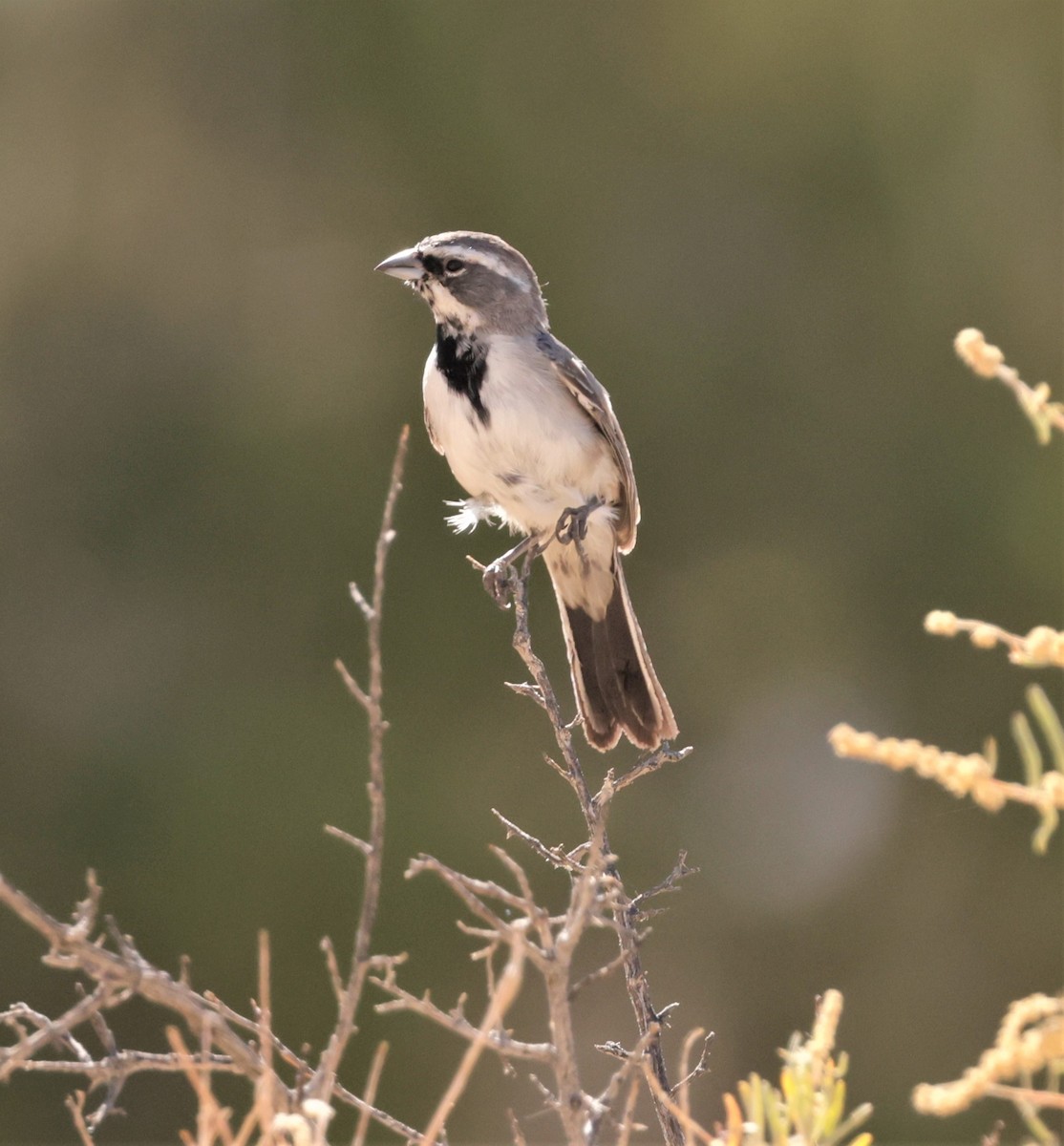 Black-throated Sparrow - ML603203761