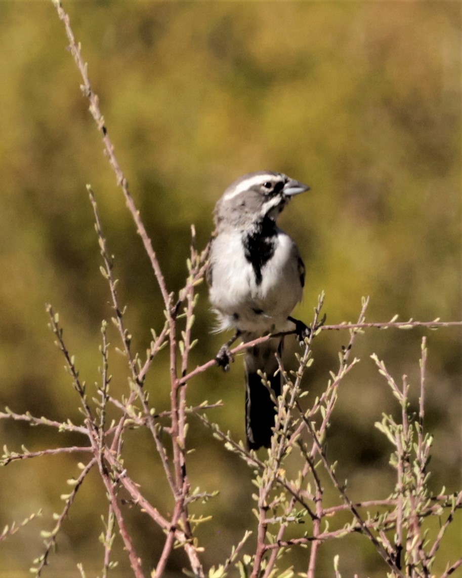 Black-throated Sparrow - ML603203771