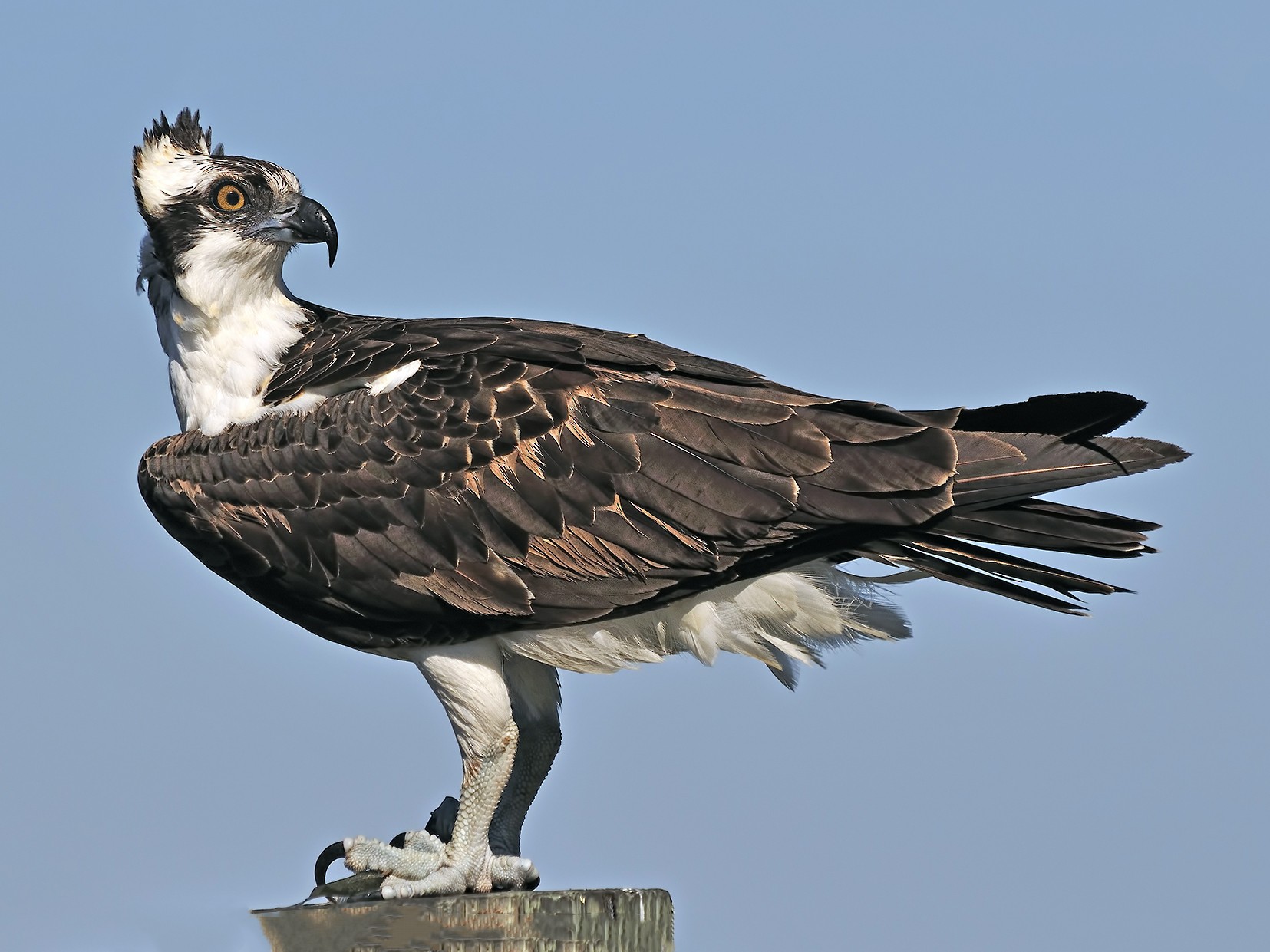 Osprey - Ferit Başbuğ