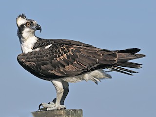 Adulto (carolinensis) - Ferit Başbuğ - ML60320531