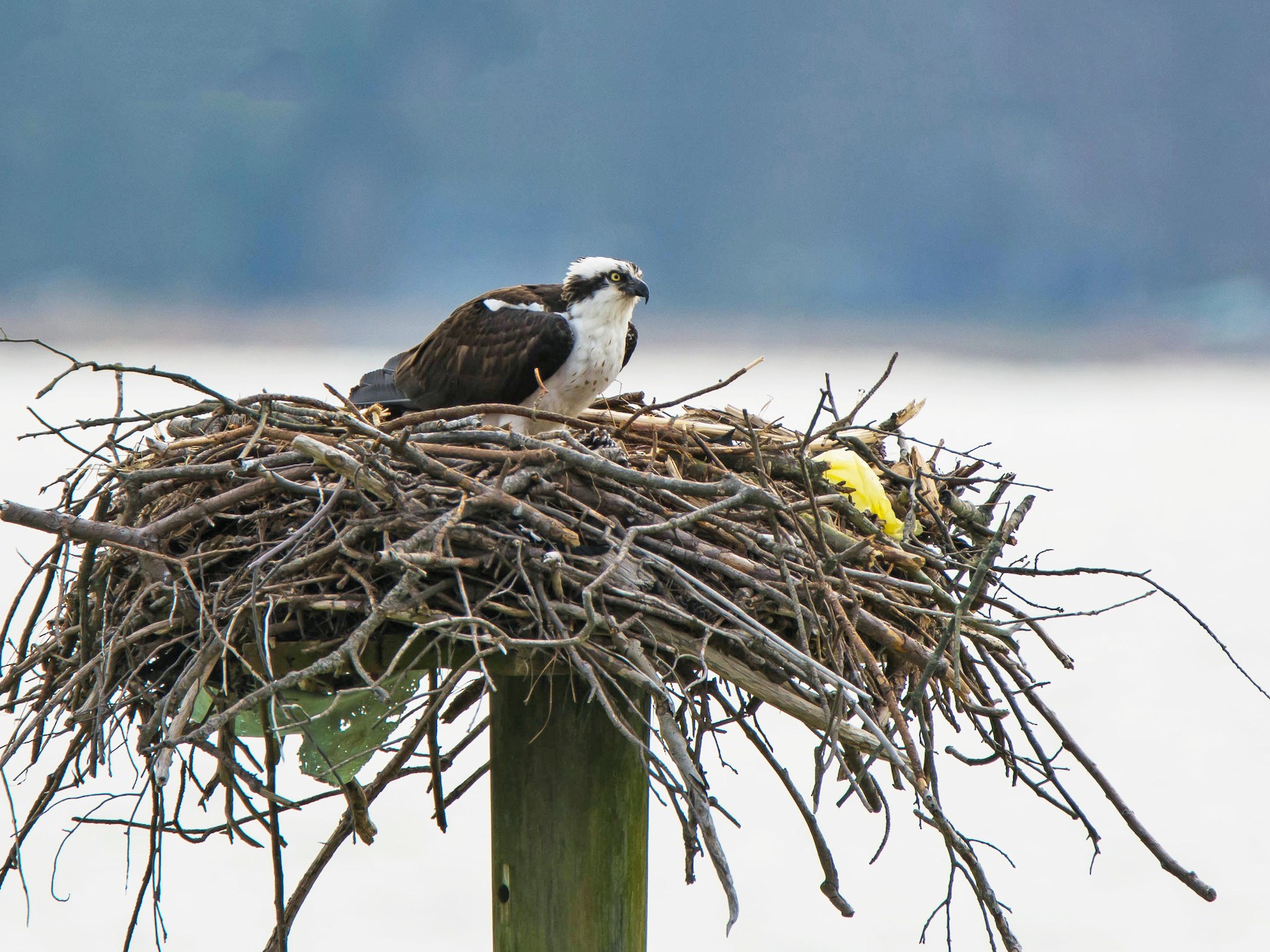 Osprey - Beth and Dan Fedorko