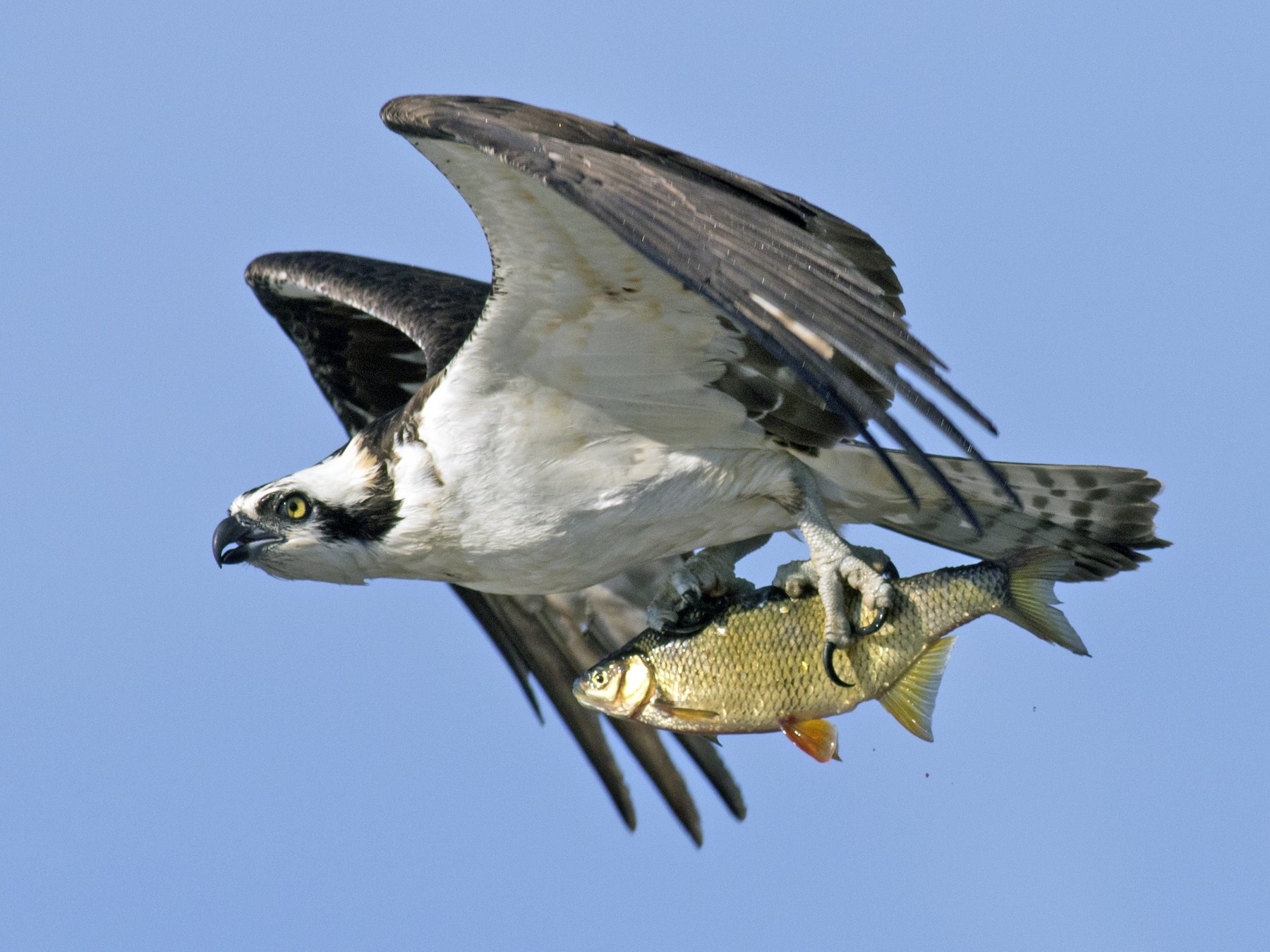 osprey nl