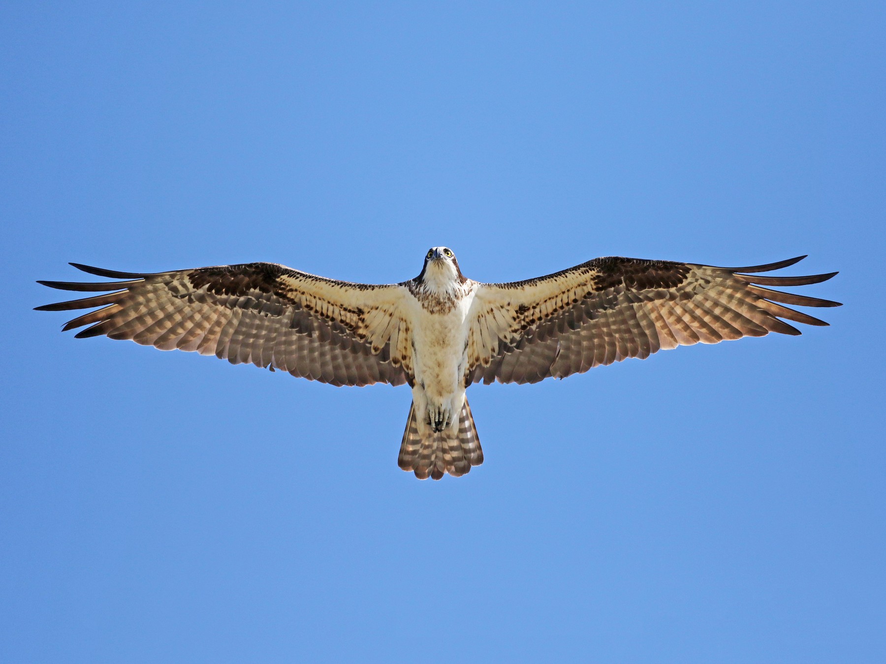 Osprey - Jay McGowan