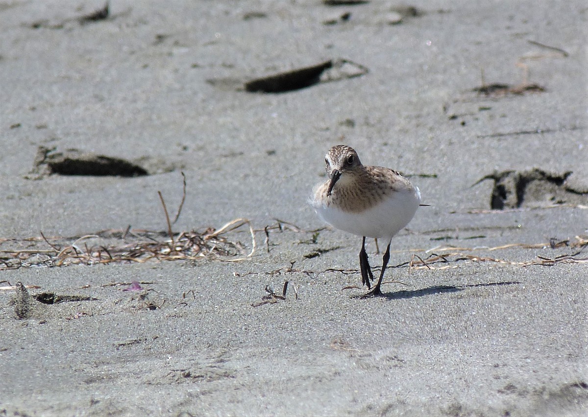 eBird Checklist 13 Aug 2023 Crescent CityPebble Beach 12 species