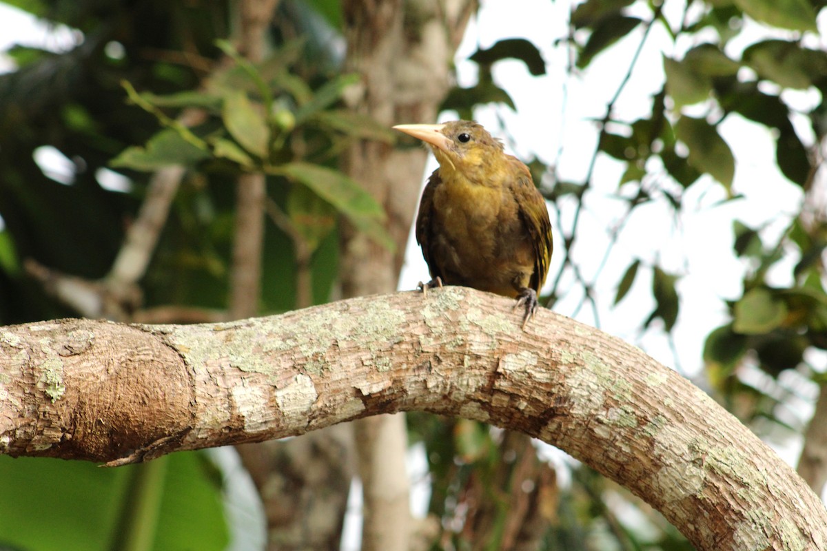 Russet-backed Oropendola - A P L