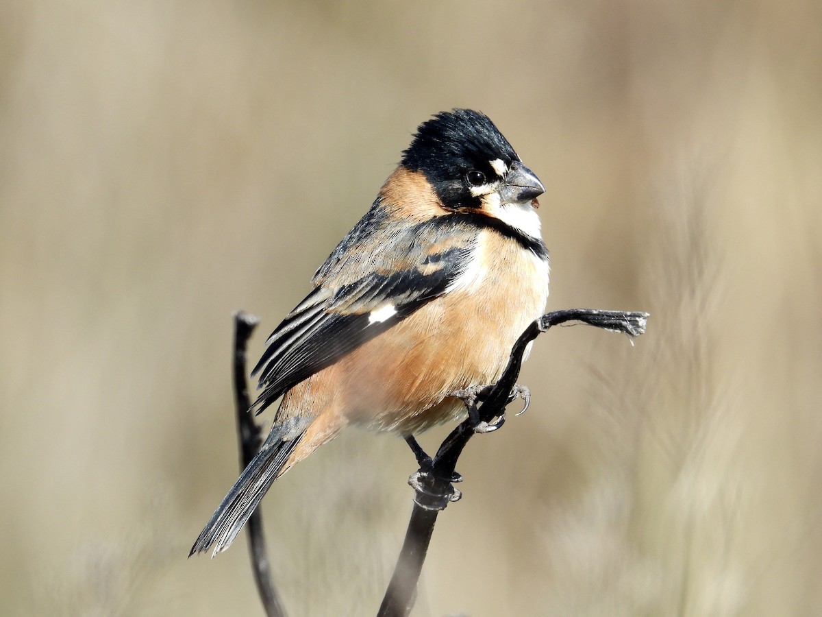 Rusty-collared Seedeater - Alejandra Pons