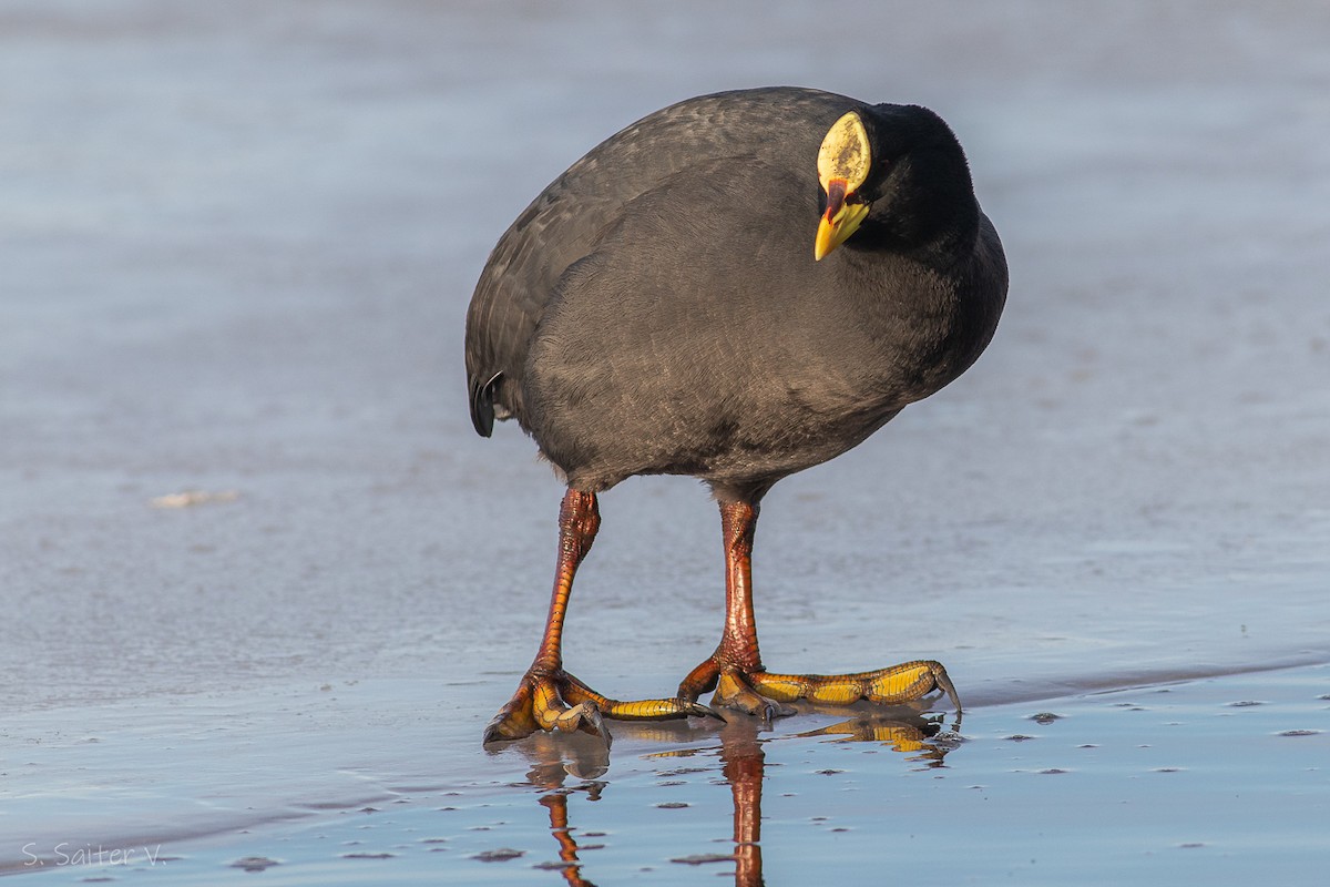 Red-gartered Coot - ML603210141