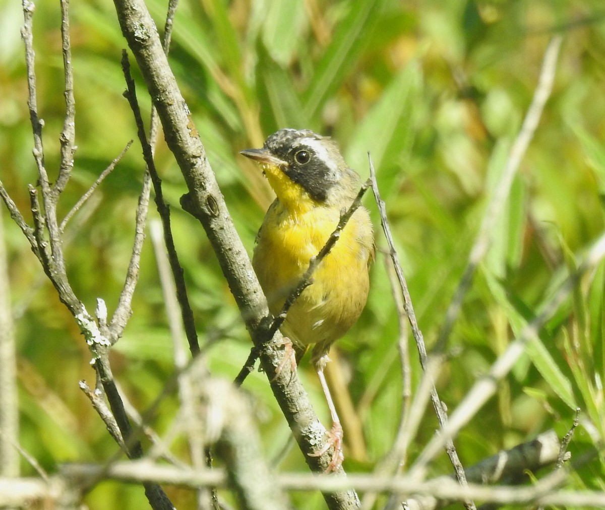 Common Yellowthroat - Bruce Hoover