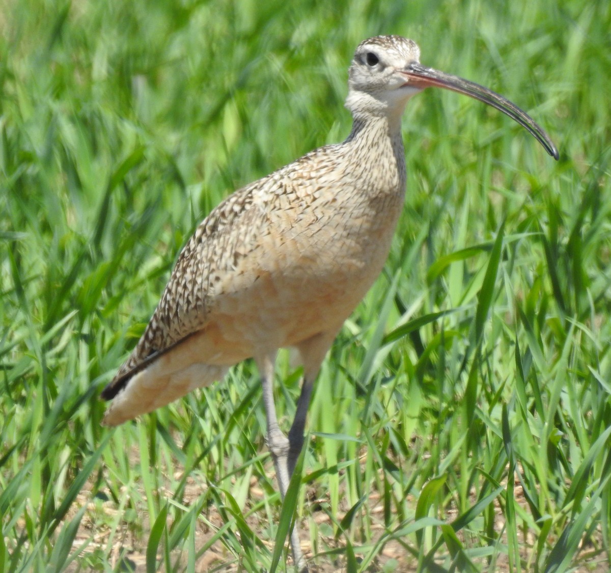 Long-billed Curlew - Shane Sater