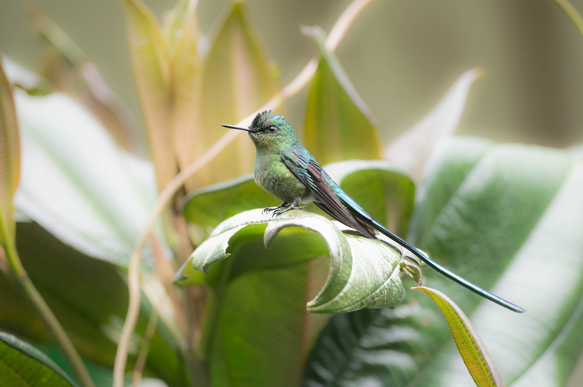 Long-tailed Sylph - ML603212131
