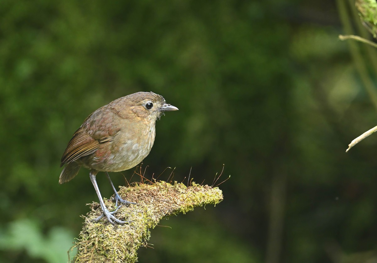 Brown-banded Antpitta - ML603213981